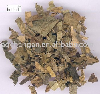 Sell/offer/supply Mulberry  Leaf /FOLIUM MORI/ tea /sang ye/herb medicine