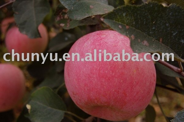 red fuji  apple