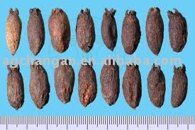 clove/Syzygium aromaticum/ding xiang/FLOS CARYOPHYLLI