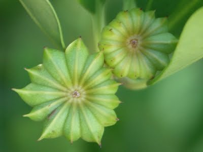  STAR   ANISEED S  VIETNAM  ORIGINAL