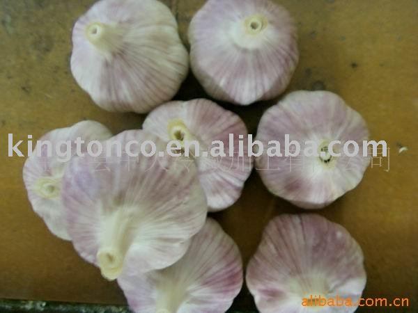 HYBRID RED GARLIC
