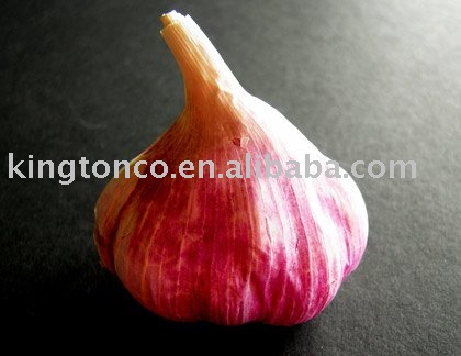  HYBRID   GARLIC 