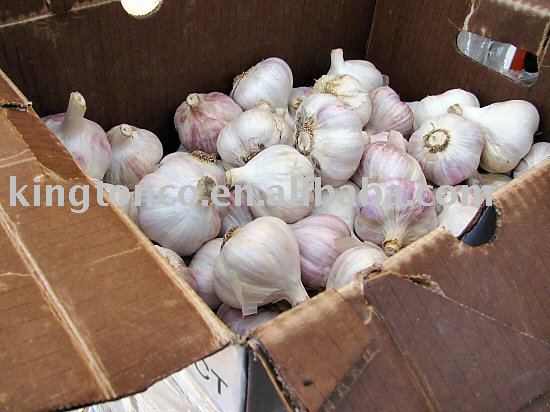 HYBRID FRESH GARLIC