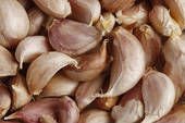 Middle East Exports Quality Garlic Clove