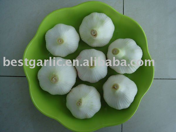 2011 crop pure white garlic with carton pack