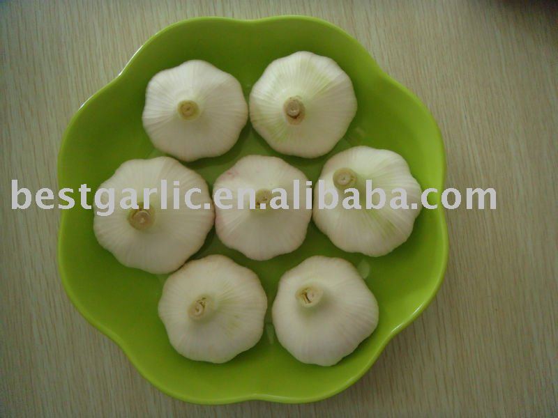 Normal white Garlic 2011 crop