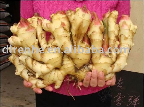 fresh ginger from renhe