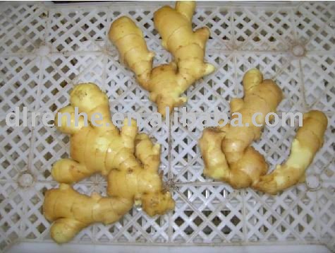 fresh ginger of good spice