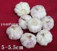 Fresh Chinese Red Garlic, MOQ:1*20 FCL