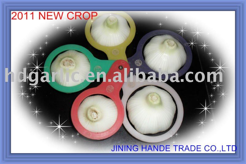 2011 fresh normal white garlic