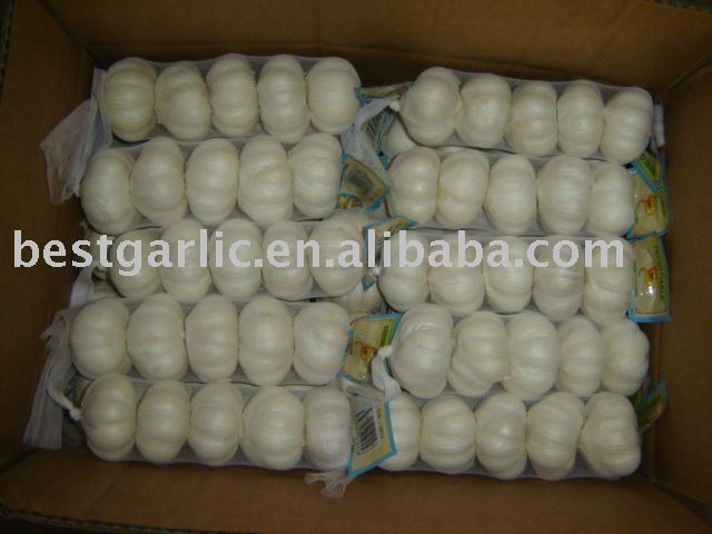 6.0cm white garlic 5p/mesh bag