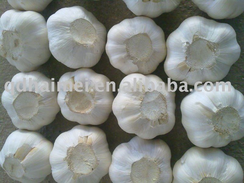 best quality normal white garlic 2011