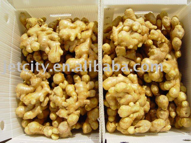 fresh young ginger full dry