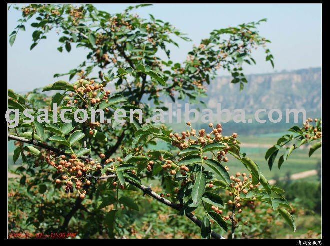2010 new crop Pricklyash Peel