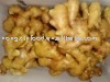 SELL FRESH GINGER with good quality