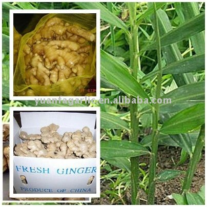 fresh ginger in plastic box package