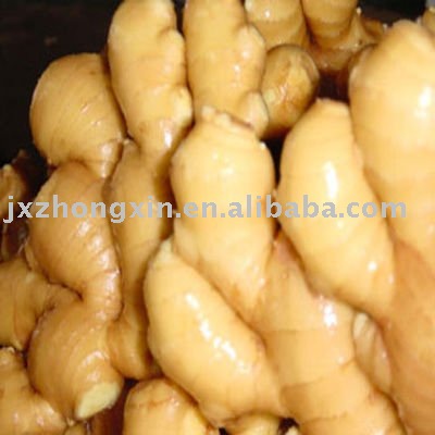 2010 Chinese fresh   vegetable   spice  ginger 100g up