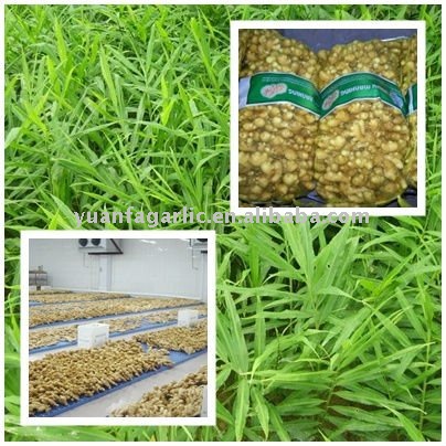 Size 150g and up Fresh China Ginger