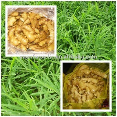  Fresh   China   Ginger  in Mesh Bag Package