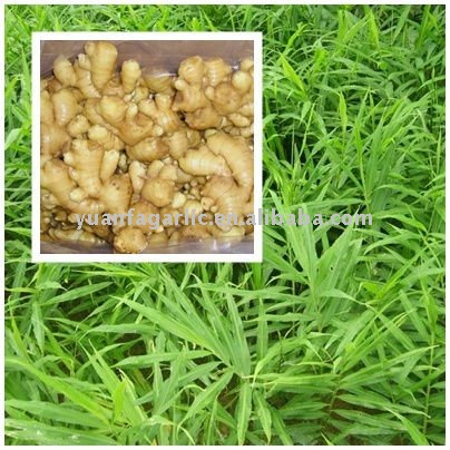 Fresh China Ginger in Mesh Bag Package, MOQ:1*40 FCL