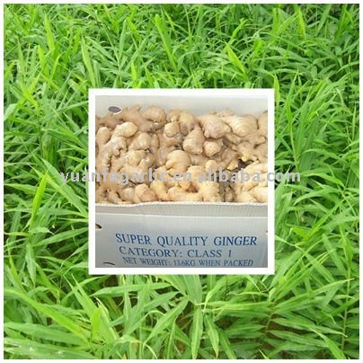 Fresh China Ginger in Carton Package, MOQ:1*40 FCL