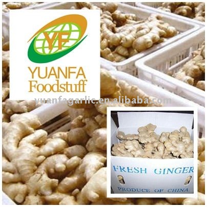 China Fresh China Ginger, MOQ:1*40 FCL