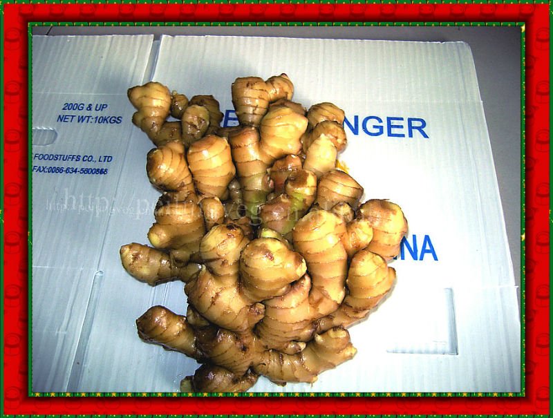 shandng 2011 air-dry fresh yellow ginger