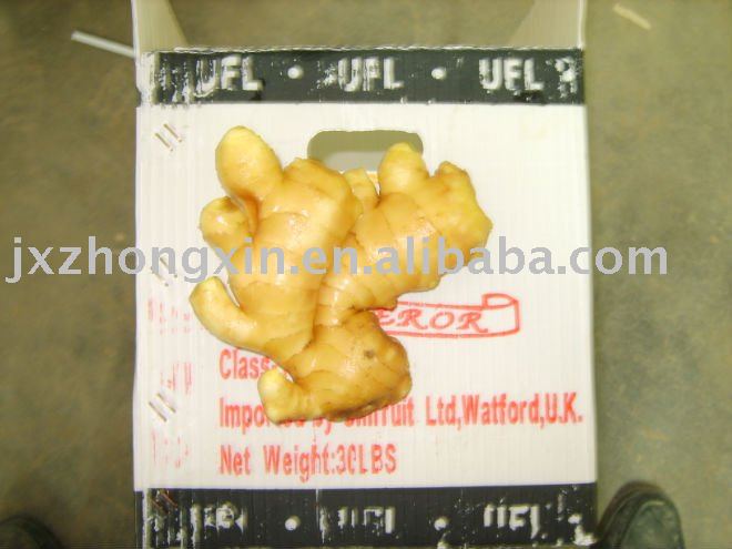 chinese new  fresh ginger size 150g up