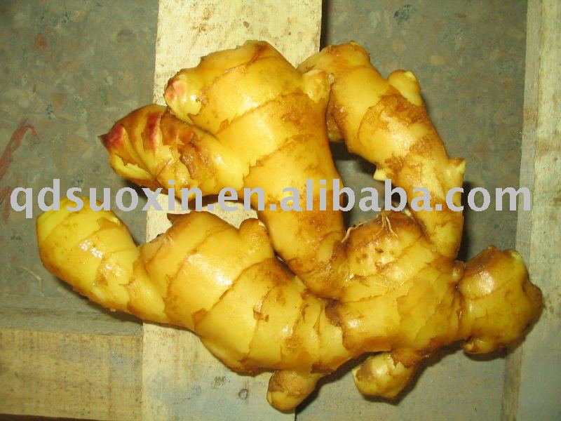 Chinese Gingerchina Suoxin Price Supplier 21food 8290