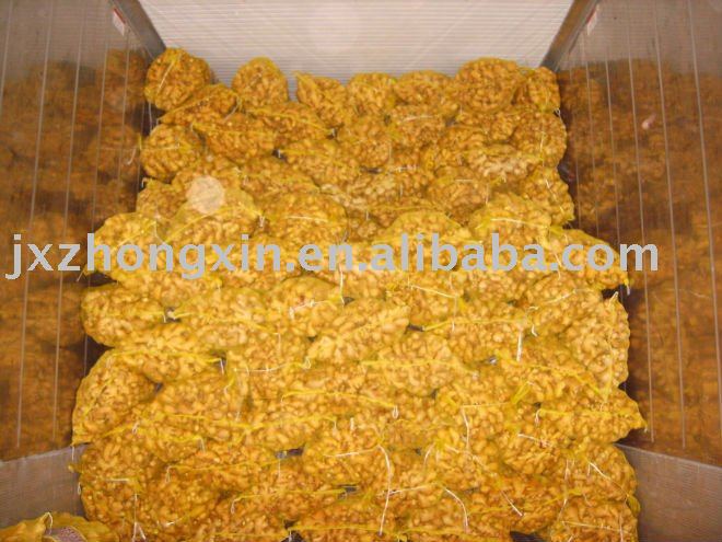 2010 Shandong yellow fresh ginger