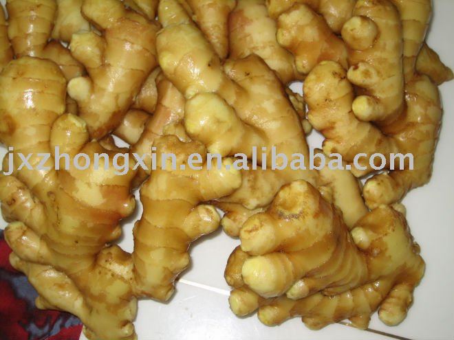 2010 new fresh ginger size 200g up