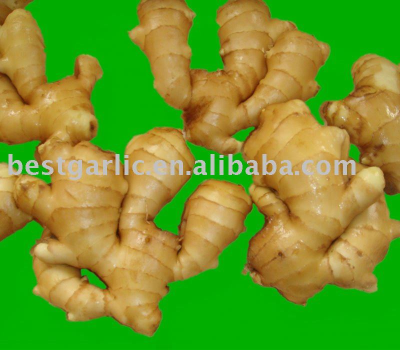 150g up fresh ginger with 10kg pvc carton