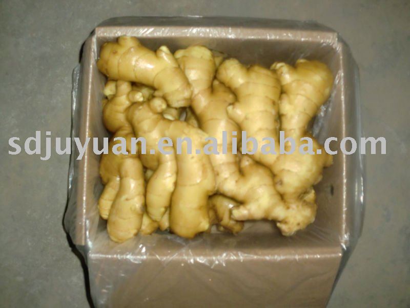  Fresh  Fat  Ginger 