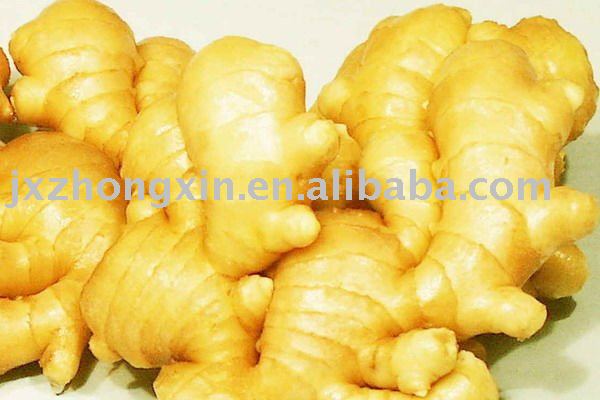 super quality  washed   fresh   ginger  size 150g