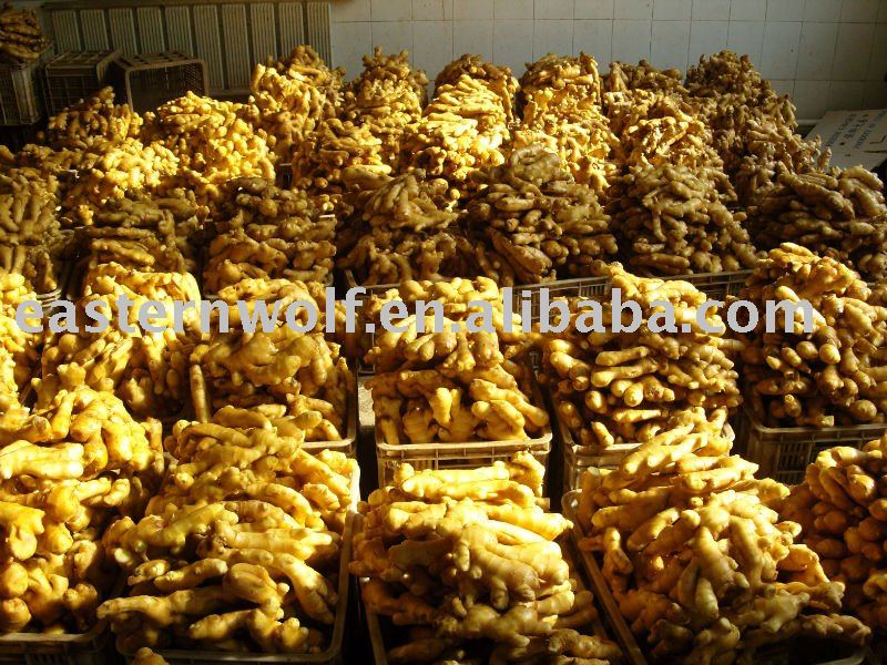 chinese new crop Fresh young yellow Ginger in carton package 1*40fcl