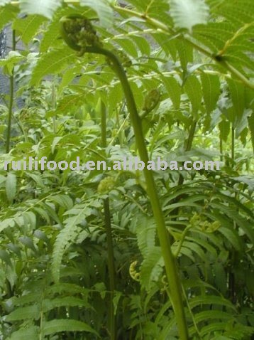 sell collar greens ```` natural herbs , raw herbs , fresh herbs in open air