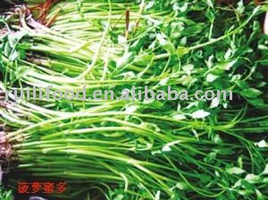 sell `````vegetables , frozen vegetables , iqf vegetables