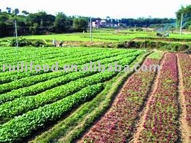 sell collar greens ```` green herbs