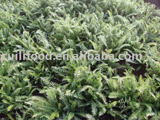 sell collar greens ````  herbs  , natural  herbs  ,  raw   herbs 