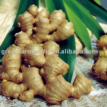 Fresh Chinese Ginger,Young Ginger in 10/15/20kg Mesh Bag