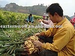 china Fresh Ginger in carton package 1*40fcl