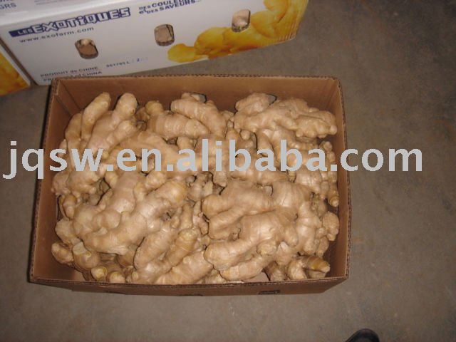 we are ginger supplier,supply high quality fresh ginger(250g up,2010new crops,)