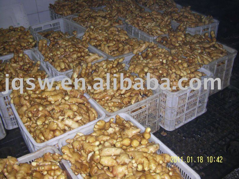 buy fresh ginger from us(200g up,2010new crops,)