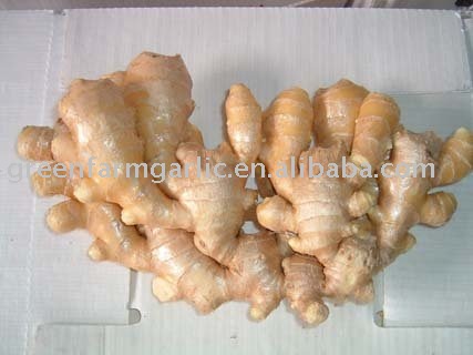 Fresh Chinese Ginger,Young Ginger in 10kg/Carton