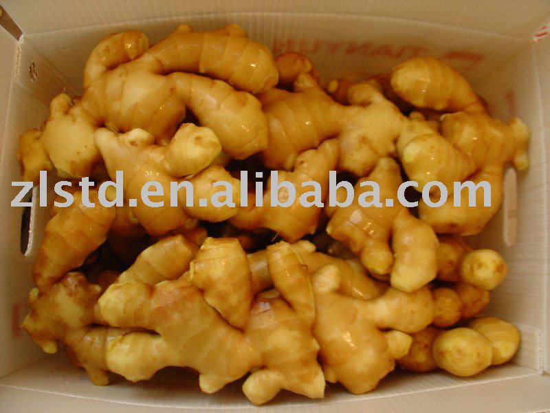 chinese fresh  ginger ,  grade  A, organic  ginger 