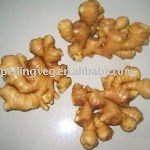 farm fresh  fat  ginger(SHANDONG)