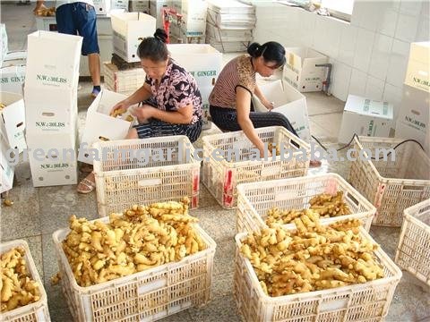 Fresh Young  Ginger  in  10kg / Carton 