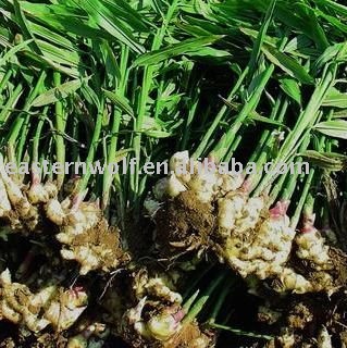 China Fresh Yellow Ginger in Plastic Box Package, MOQ:1*40 FCL