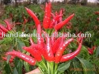 Dried Stemless  Japanese   Chilli 