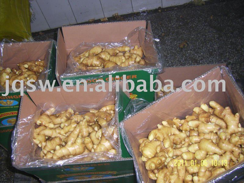 chinese fresh ginger(250g,2010new crops,)